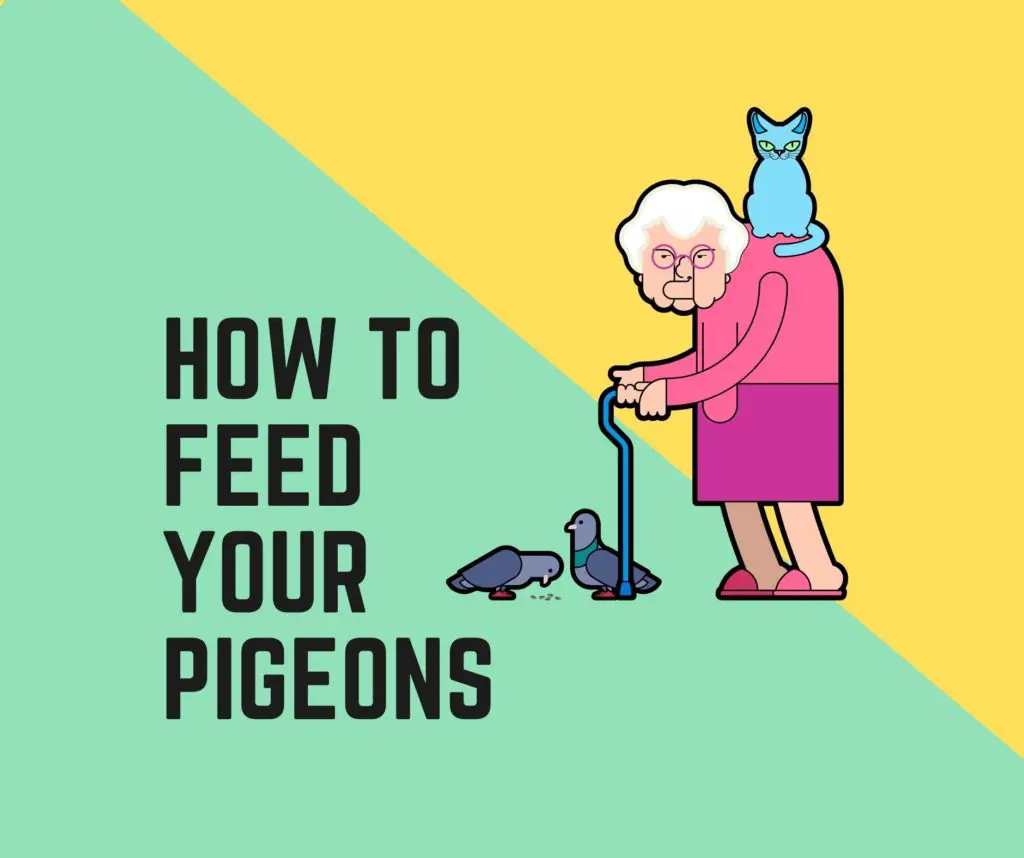 How to Feed Your Pigeons