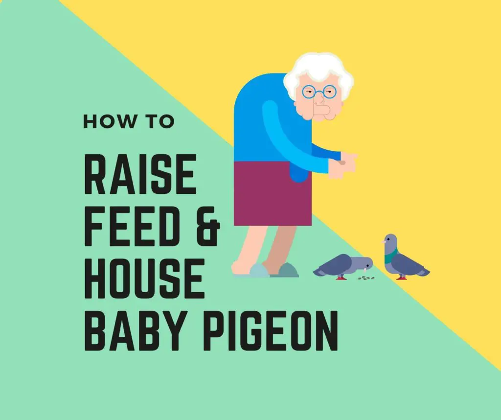 How to raise feed and house baby pigeons