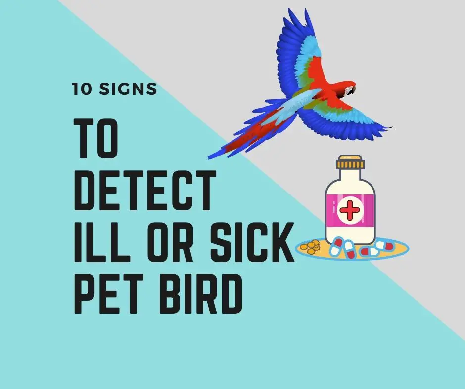 What are symptoms of a sick bird