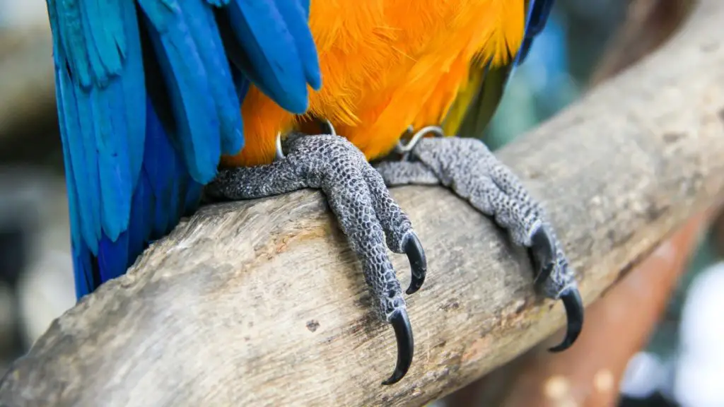 How To Clip Your Birds Nails 