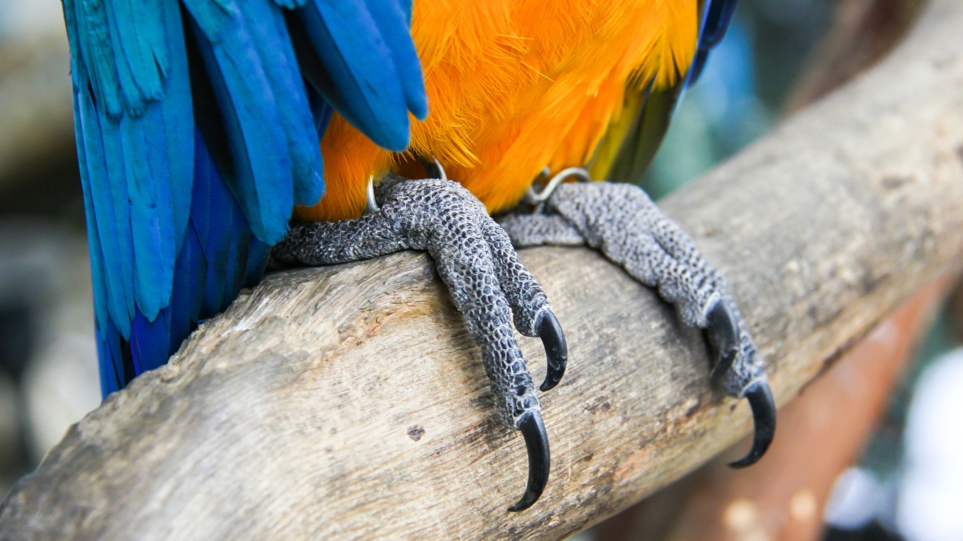 How To Clip Your Birds Nails (10 Easy Steps) Birds News