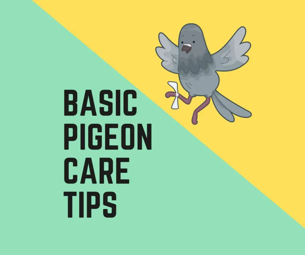 A Guide to Basic Pigeon Care Tips