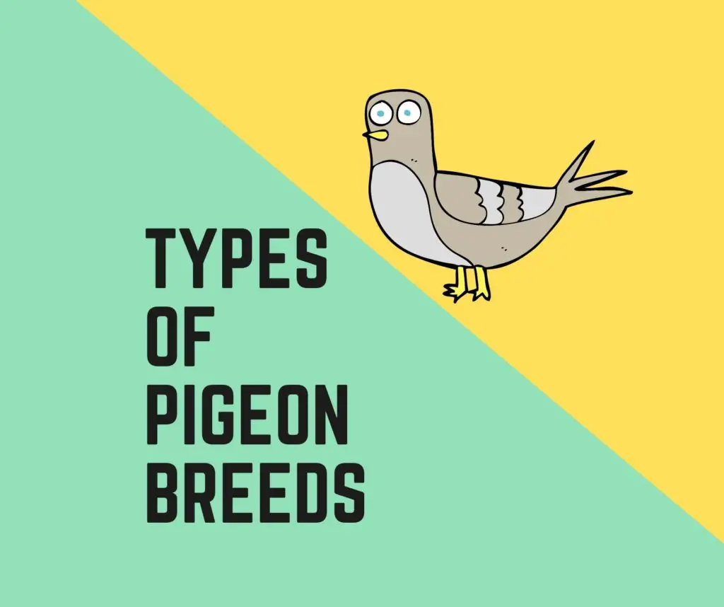 types of pigeon breeds