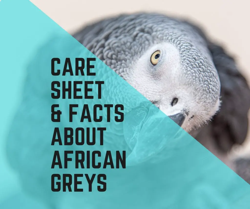 African Grey Parrot Care Facts