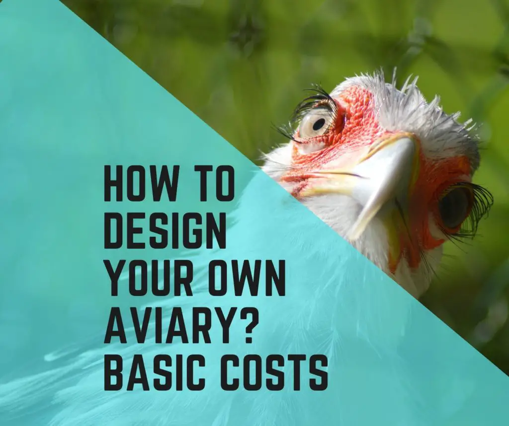 How to Design Your Own Aviary Basic Cost