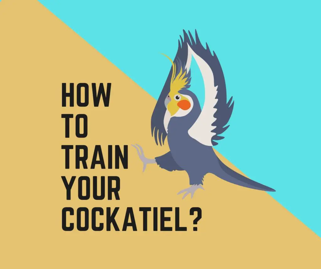 How to Train your Cockatiel? 4 Easy Ways.