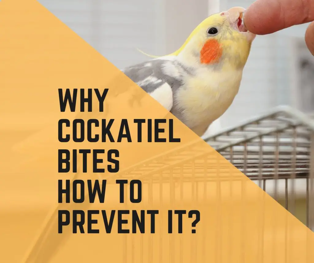 Why Cockatiel Bites? How to prevent cockatiel biting!