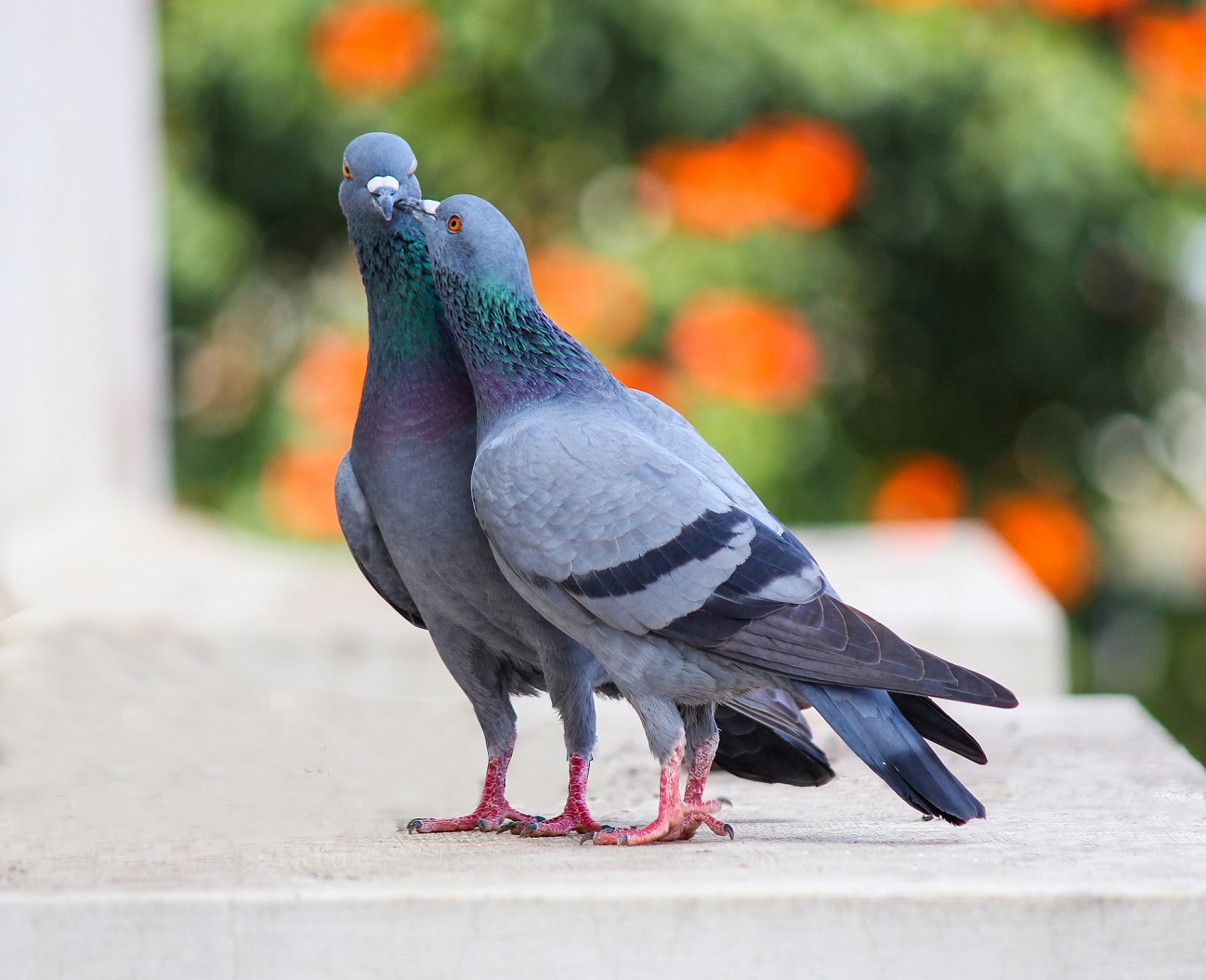 10 Types Of Pigeon Breeds You Must Know - Birds News