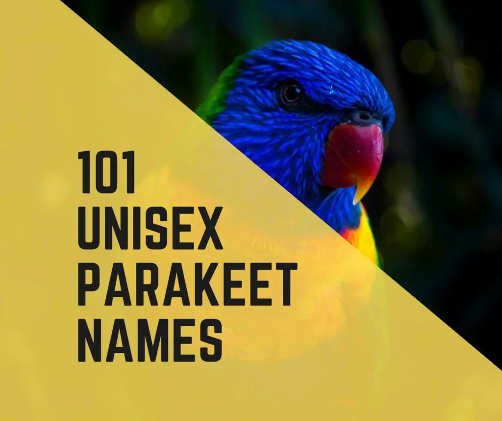 Unisex Parakeet Names