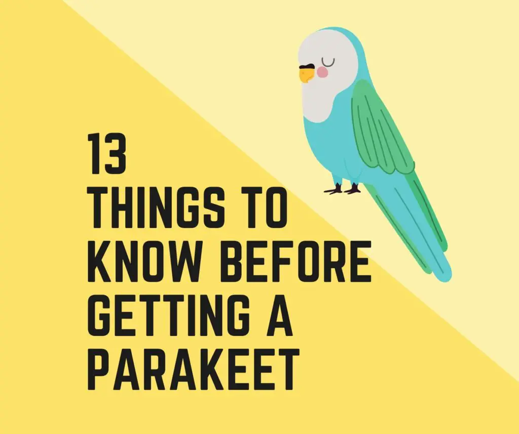 13 Things To Know Before Getting A Parakeet