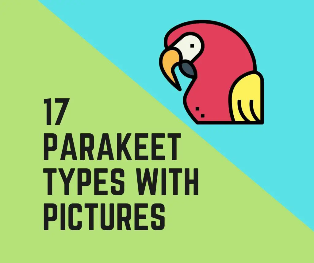 17 Parakeet Types With Pictures