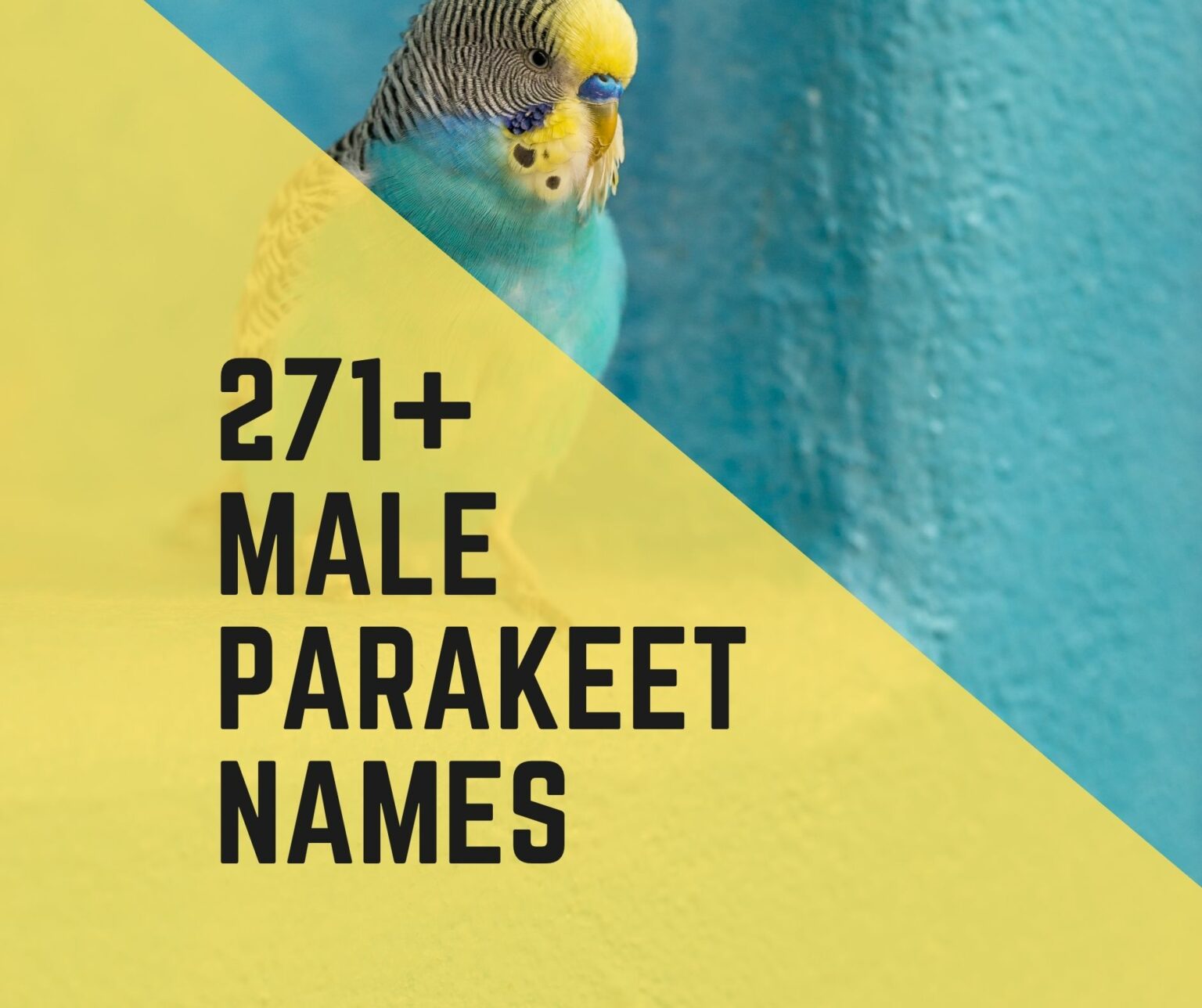 271+ Male Parakeet Names - Birds News