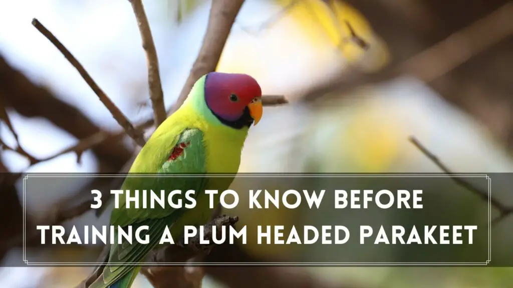 3 things to know before training a plum headed parakeet