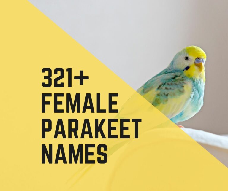 321+ Female Parakeet Names
