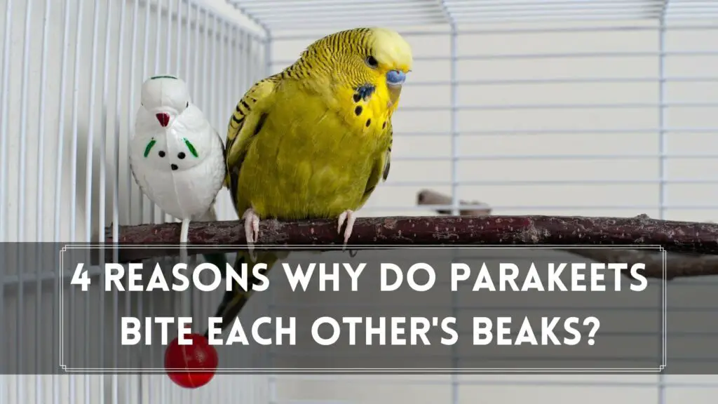 4 reasons why do parakeets bite each other's beaks