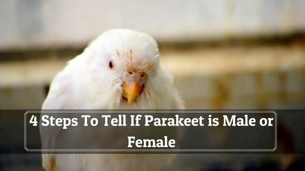 4 steps to tell if parakeet is male or female