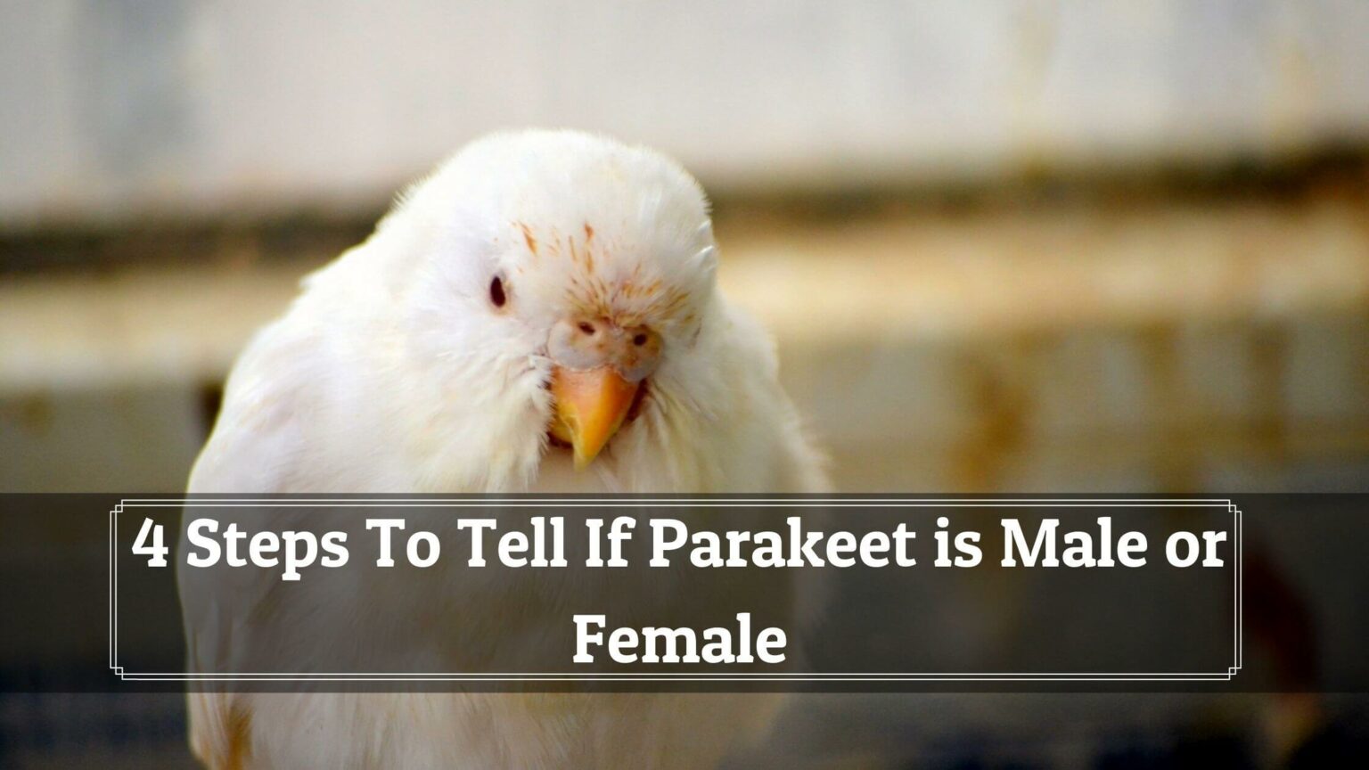 How To Identify Parakeet Gender Birds News   4 Steps To Tell If Parakeet Is Male Or Female 1 1536x864 