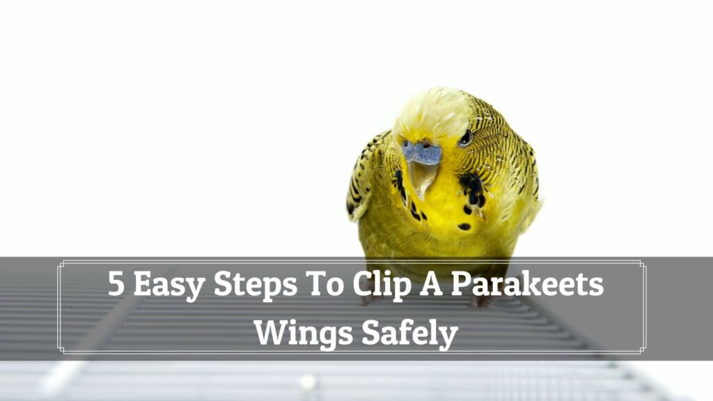 5 easy steps to clip a parakeets wings safely