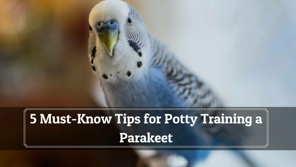 5 must-know tips for potty training a parakeet