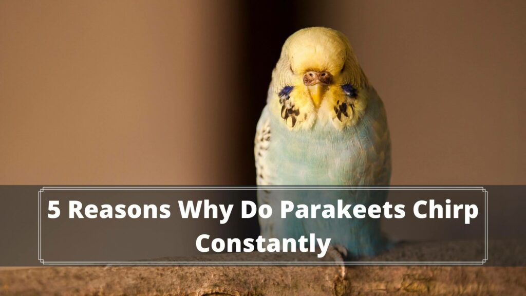 5 reasons why do parakeets chirp constantly