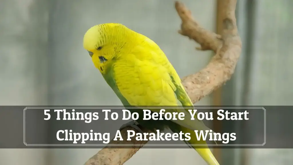 5 things to do before you start clipping a parakeets wings