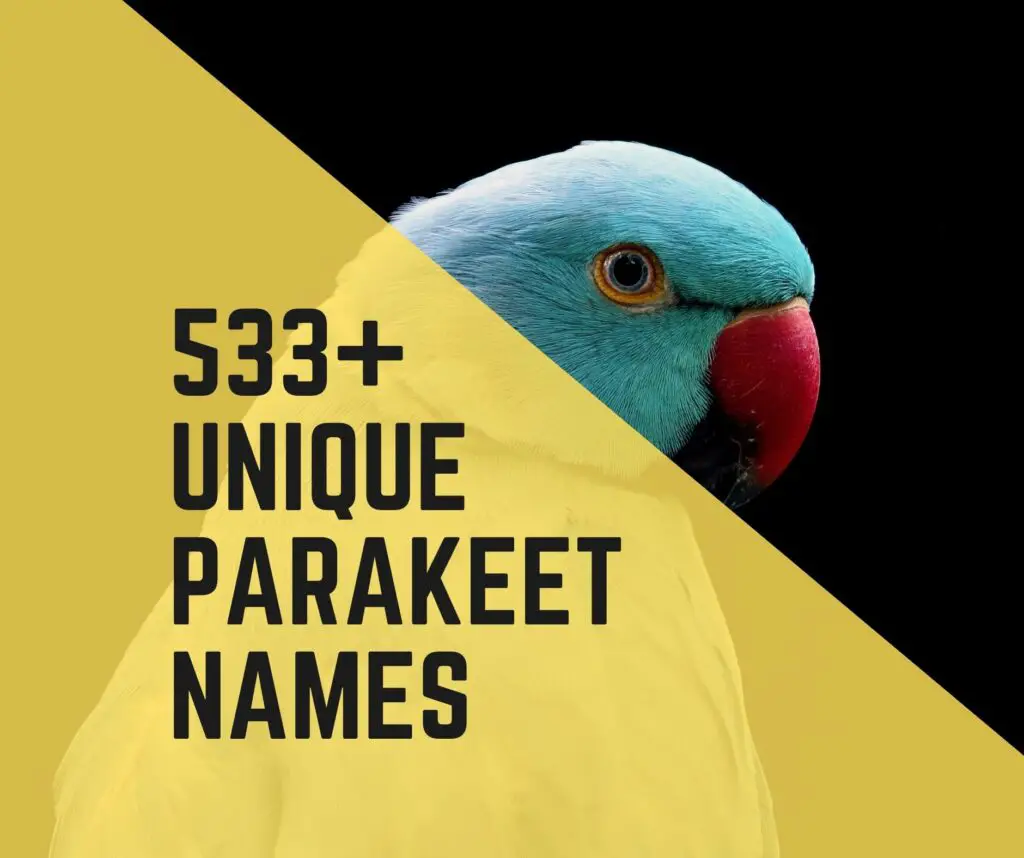 533+ Unique Parakeet Names
