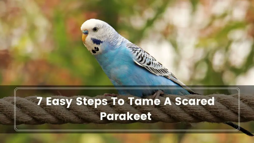 7 easy steps to tame a scared parakeet