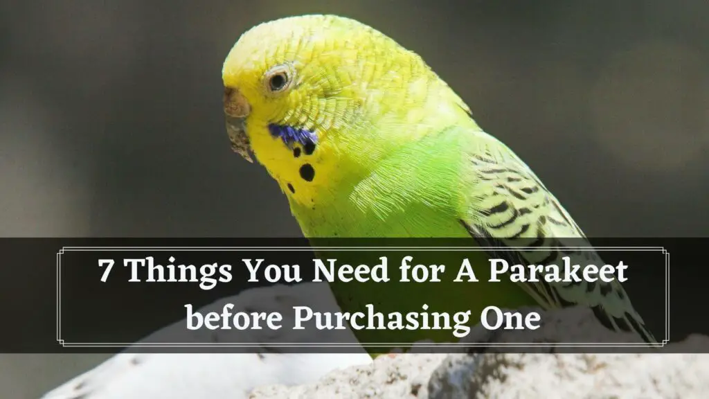 7 things you need for a parakeet before purchasing one