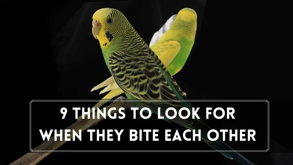 9 things to look for when they bite each other