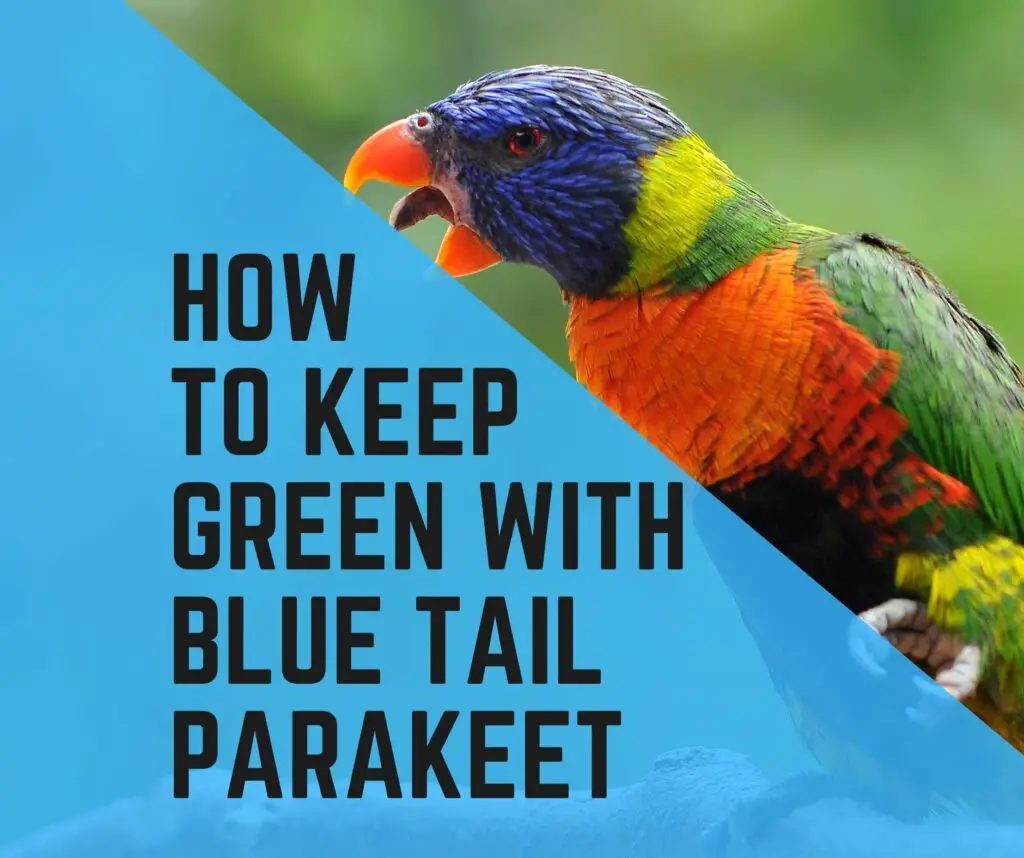 All About Green Parakeet With Blue Tail