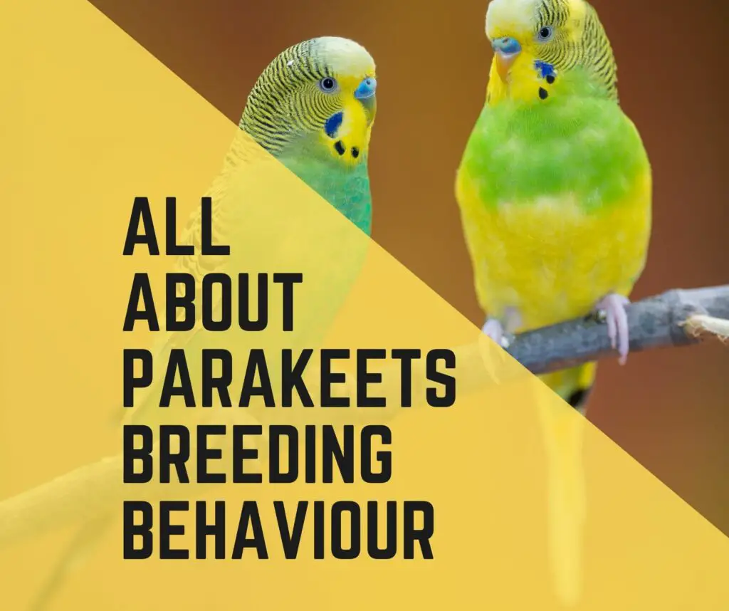 All About Parakeets Breeding