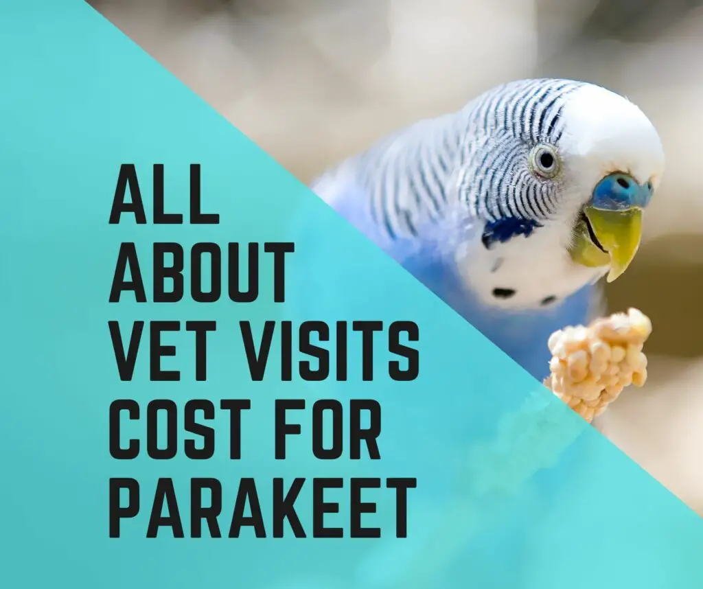 All About Vet Visits Cost For Parakeet