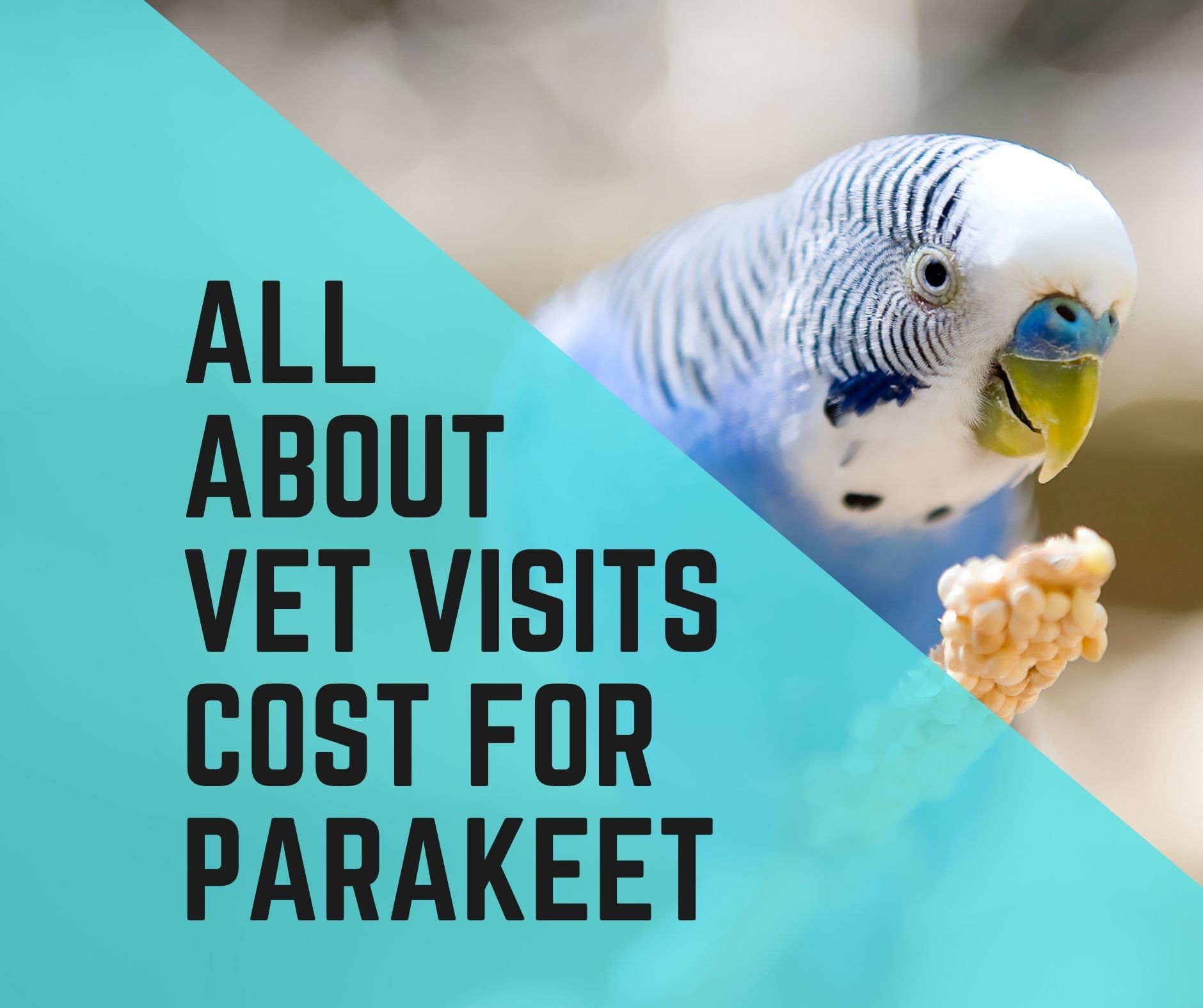 how-much-does-it-cost-a-vet-visit-for-parakeet-birds-news