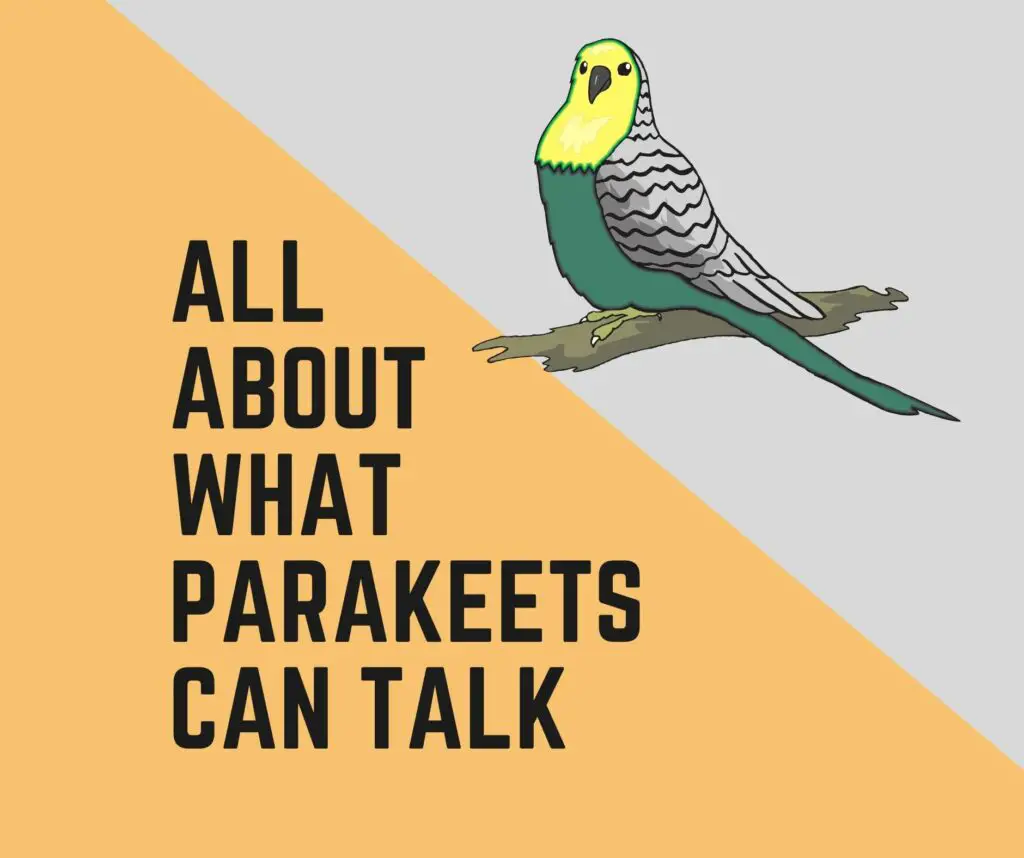 What Parakeets Can Talk