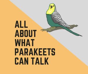 271+ Male Parakeet Names - Birds News