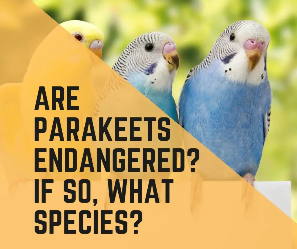 Are Parakeets Endangered If So, What Species