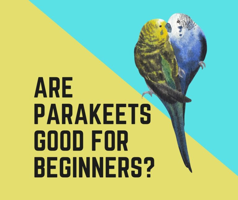 Are Parakeets Good For Beginners