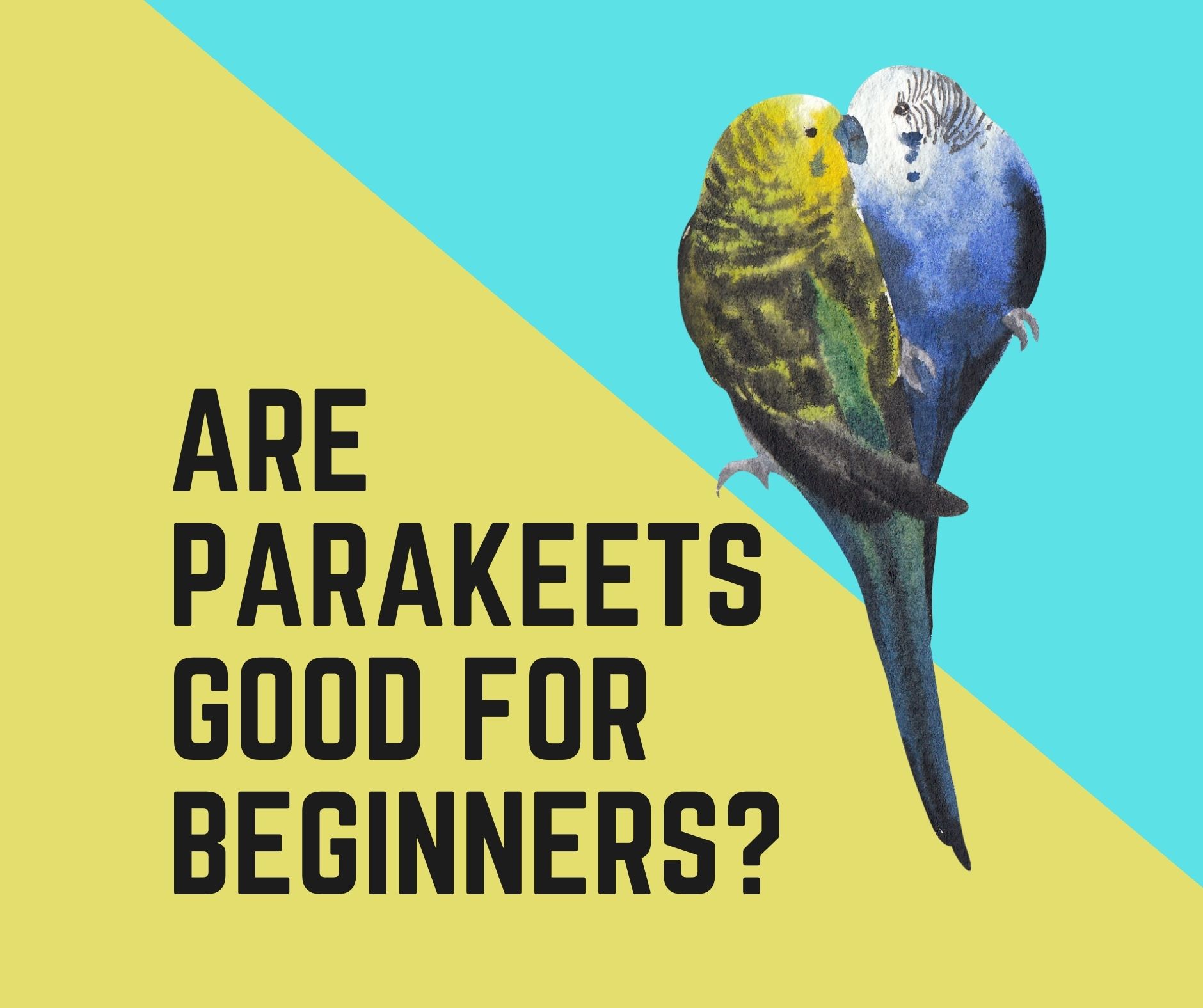 Are Parakeets Good For Beginners