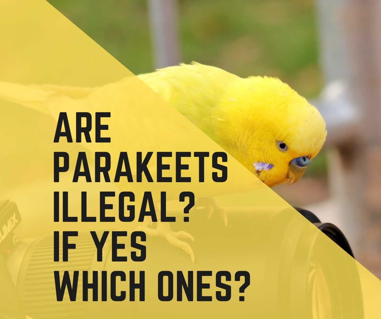 Are Parakeets illegal? If So, Why,& What Species? - Birds News