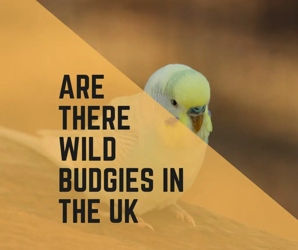 are there wild budgies in the uk