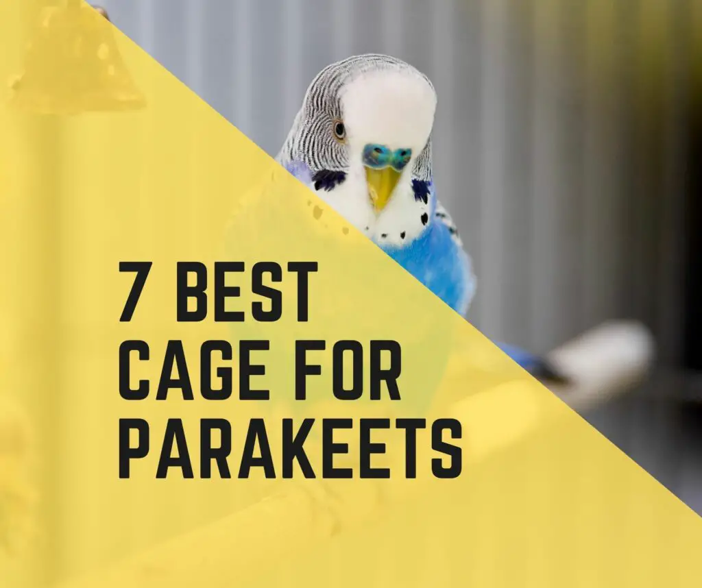 Best Cage For Parakeets