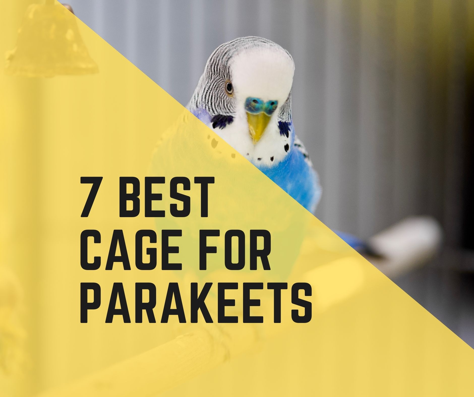 7 Best Cage For Parakeets + 5 Safety Tips Birds News