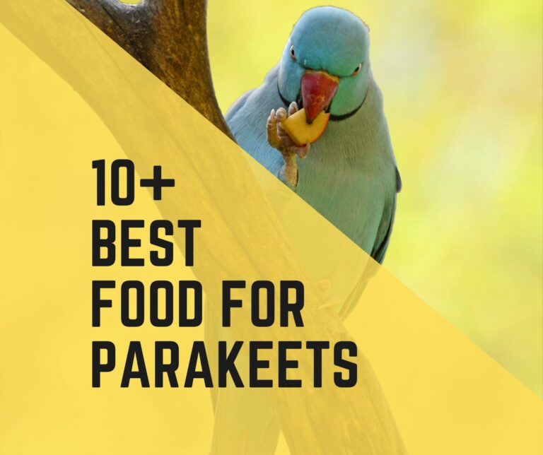10+ Best Food For Parakeets (2022 Review)