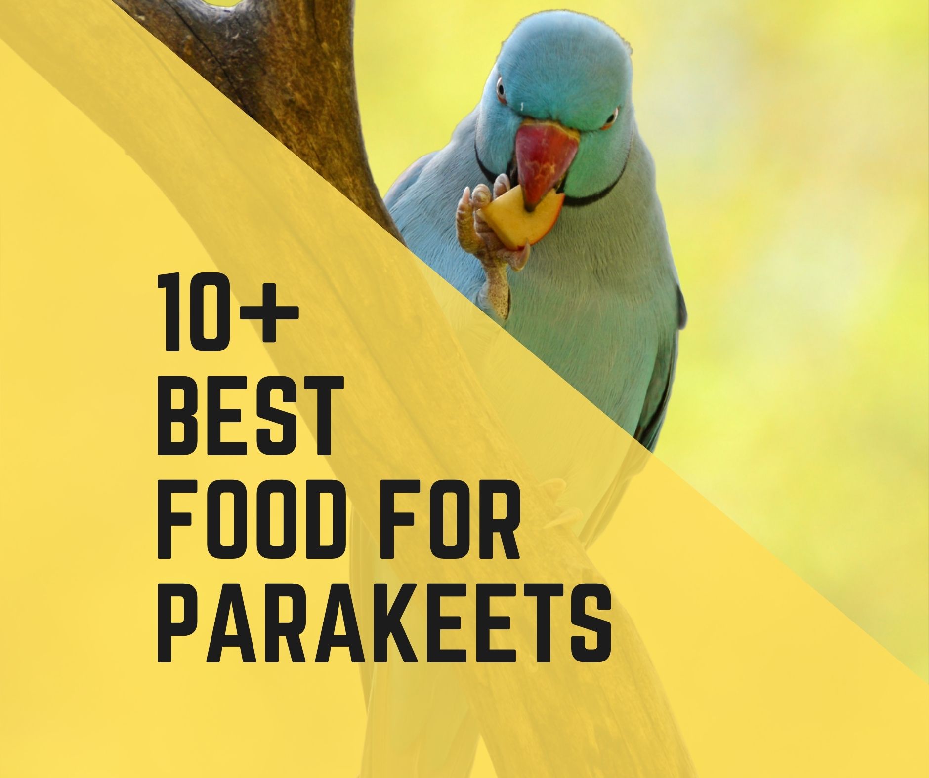 10+ Best Food For Parakeets (2022 Review) Birds News