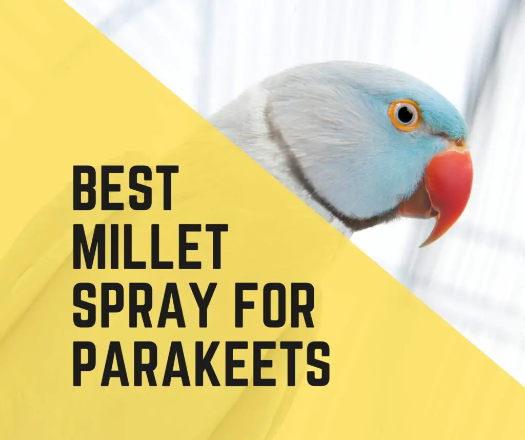 Best Millet Spray For Parakeets