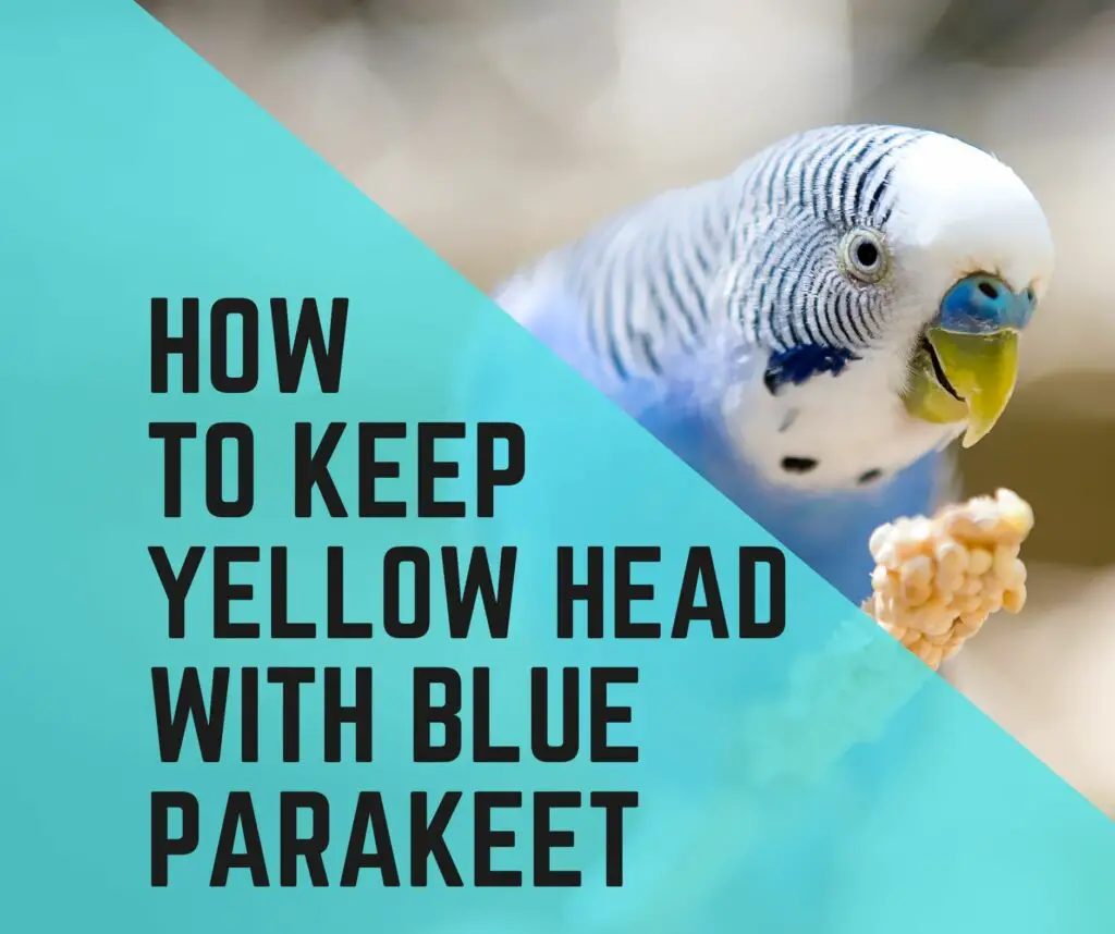 Blue Parakeet With Yellow Head