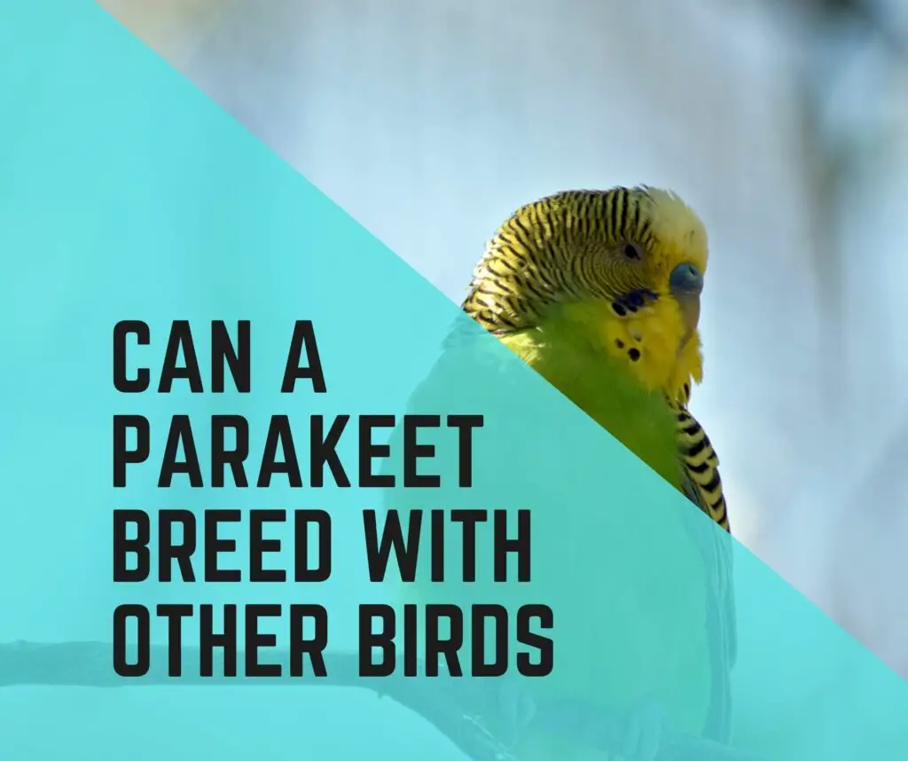 Can Parakeet Breed With Other Birds