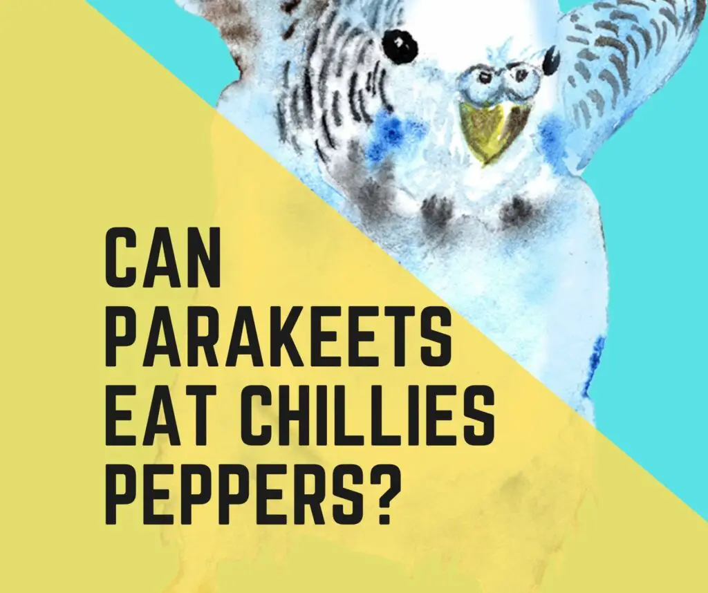 Can Parakeets Eat Chillies and Peppers