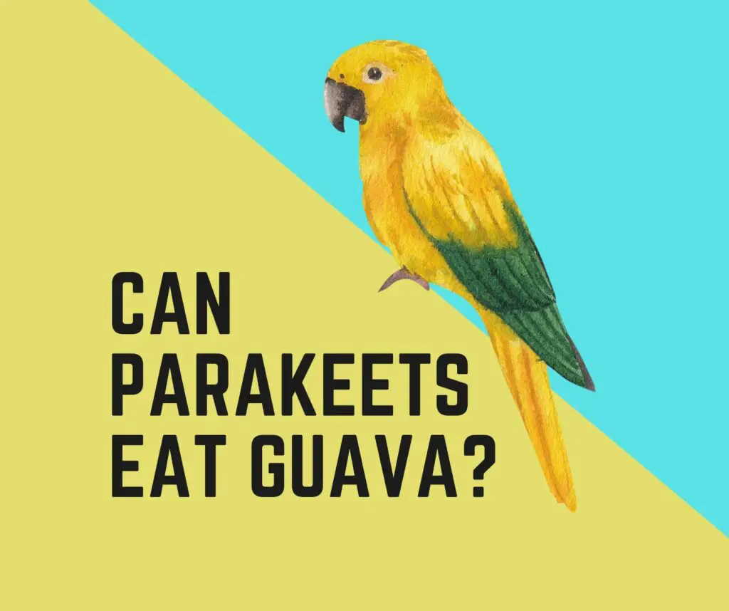 Can Parakeets Eat Guava