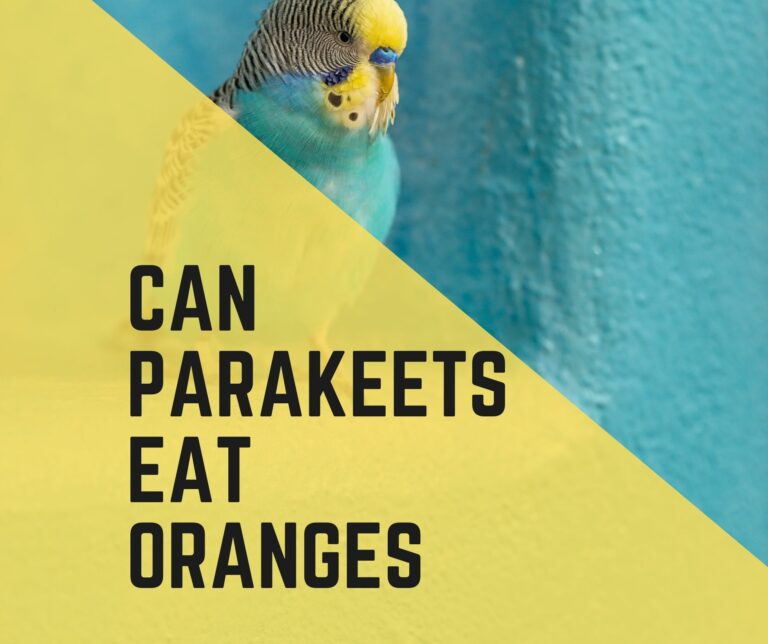 Can Parakeets Eat Oranges
